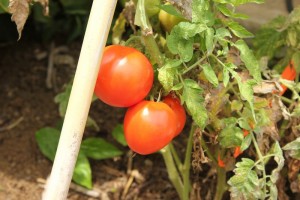 Fresh tomatoes are a source of food for an extended period in the garden.