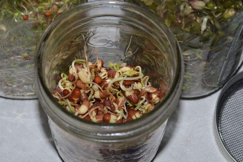 Grow Bean Sprouts at Home for Pennies in Just a Week