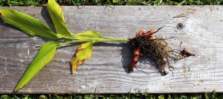 Turmeric is a plant grown for its root, much like ginger. And here's the cool thing about it: growing turmeric at home is easy.