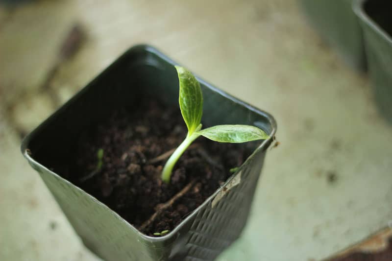 zucchini seedling in a square plastic pot