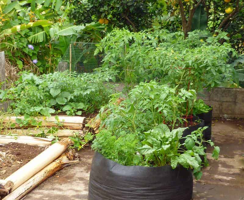 planting a garden on a driveway: Pictured, two raised beds made from banana stumps, and three grow bags all full of green vegetable plants.