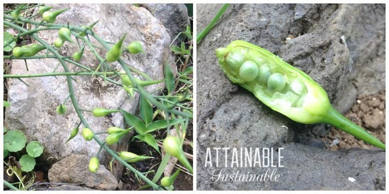 Radish seed pods on plant, and one with seeds visible (seed saving)