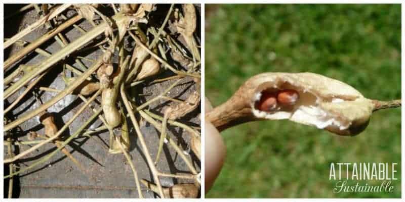 Dry daikon seed pods 