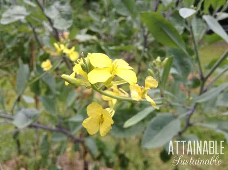 yellow flowers on a tree collard plant
