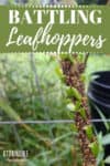 leafhoppers on a stem