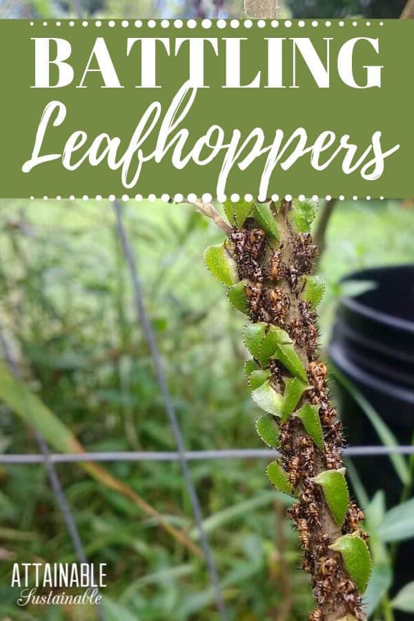 leaf hoppers