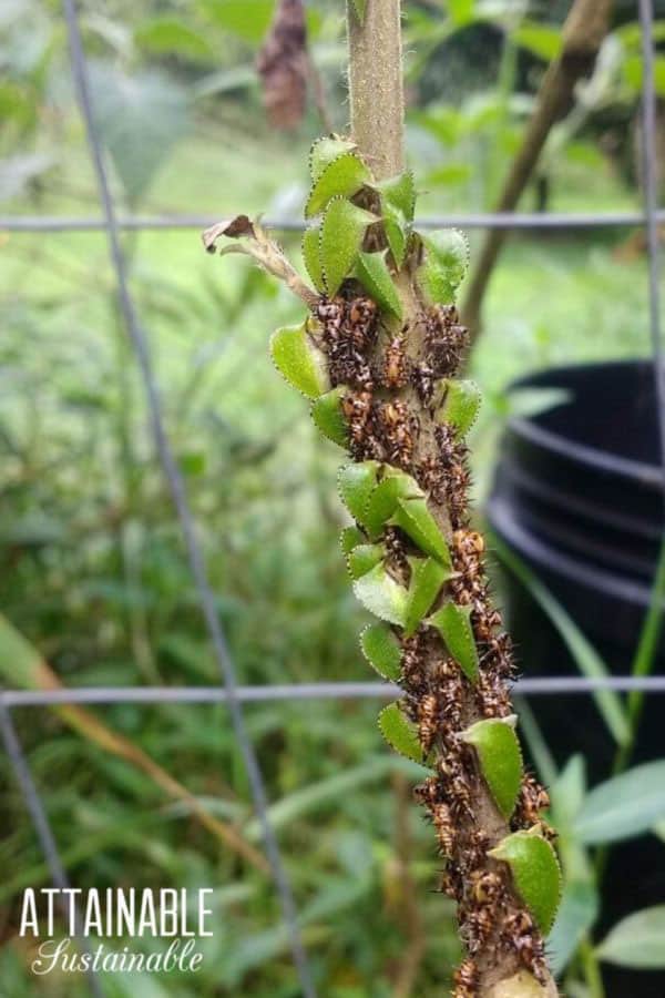 leafhopper nymphs and adults on a tomato branch