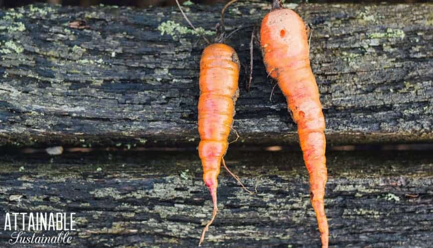 Two imperfect carrots on a wooden background