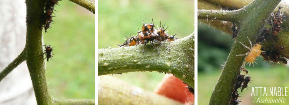 leafhopper nymphs on tomato stems