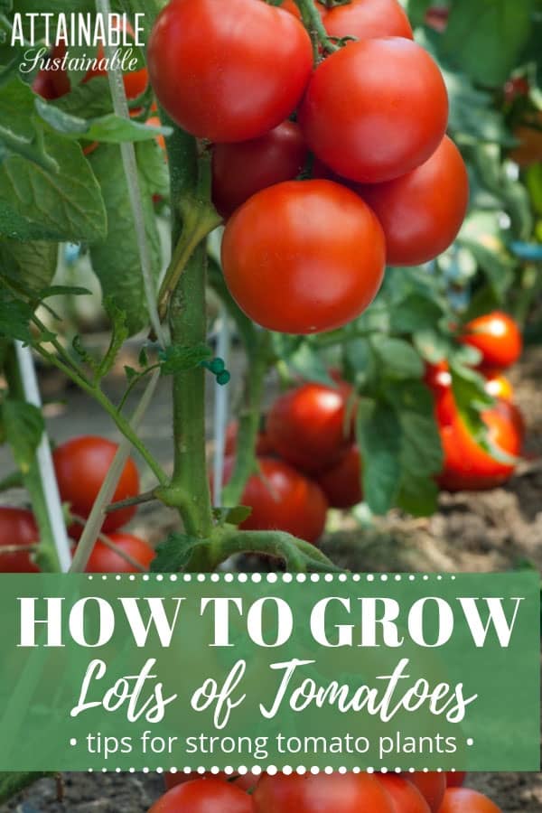 How to Plant Tomatoes for Strong Growth and a Big Harvest