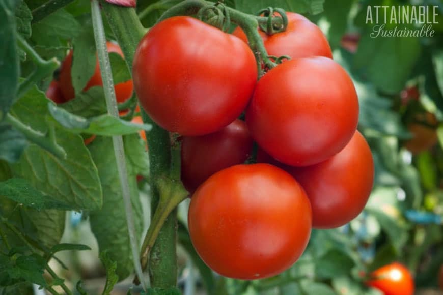 cluster of red ripe tomatoes growing on a vine