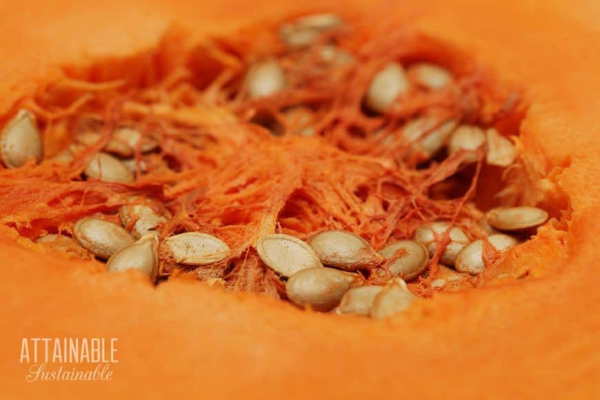 pumpkin seeds and pulp