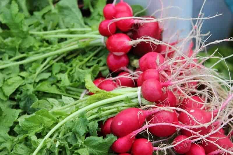 red radishes with greens in a stack: one of the fastest growing vegetables you can put in your garden