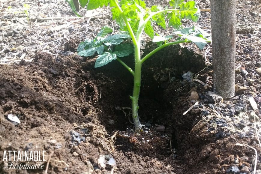 tomato seedling in a deep hole