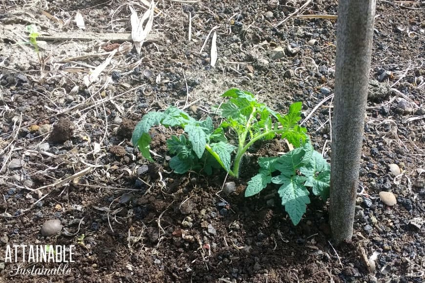 tomato plant in soil