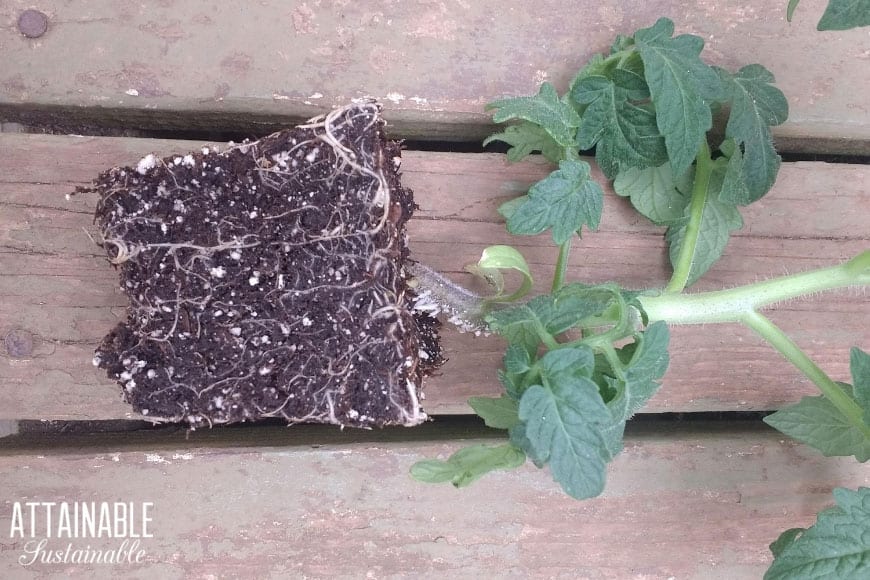 tomato seedling on its side, showing root ball and plant