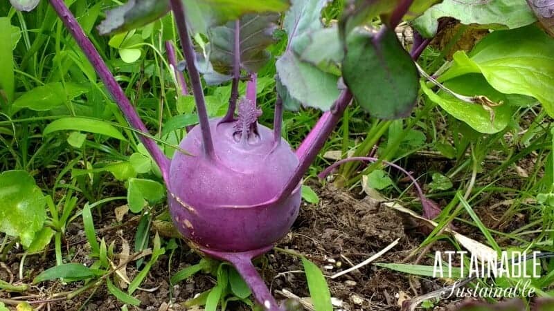purple kohlrabi in a vegetable garden