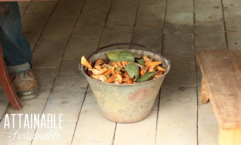 galvanized bucket with quince scraps