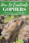 pocket gopher sticking its head out of its hole