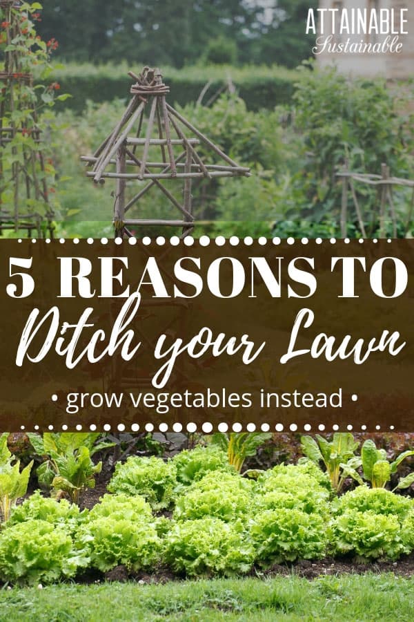 A front yard garden can be beautiful as well as productive. Instead of maintaining a lawn with weekly mowing and trimming duties, why not swap the grass for a vegetable garden? A front yard garden will provide a harvest for your family and be a beacon in your community, inspiring others to grow their own food as well. #garden #growingfood #urbangarden