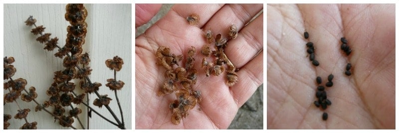 dry seeds on a plant, and in a human hand up close