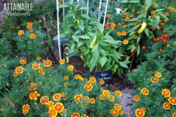 marigolds and peppers together in an edible front yard garden