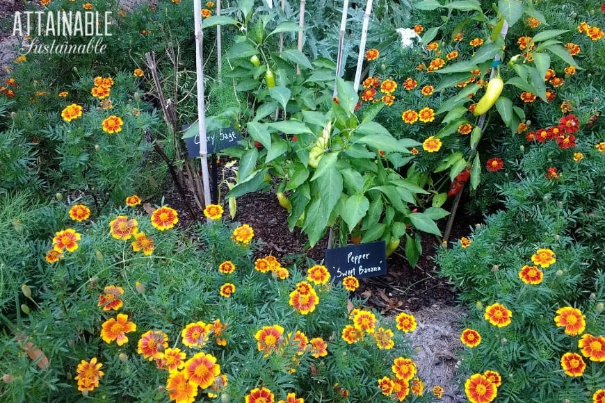 Image of Dill and peppers companion planting in vegetable garden