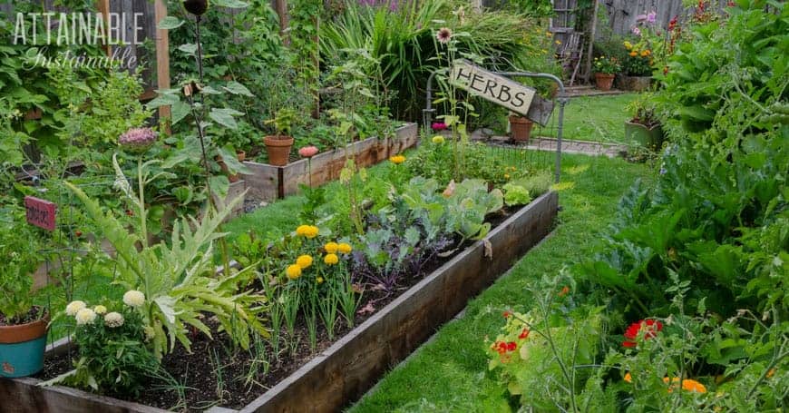 edible front yard garden in a raised bed