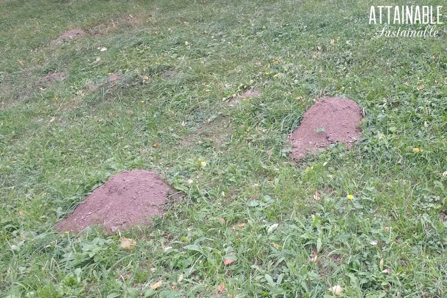 pocket gopher holes on a grassy hill