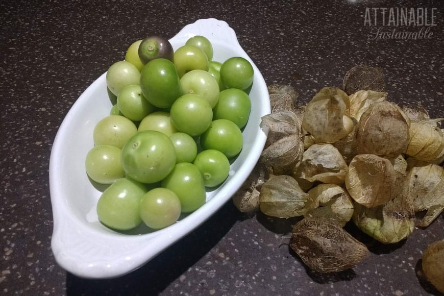 peeled tomatillos in a white dish, with husks off to the right