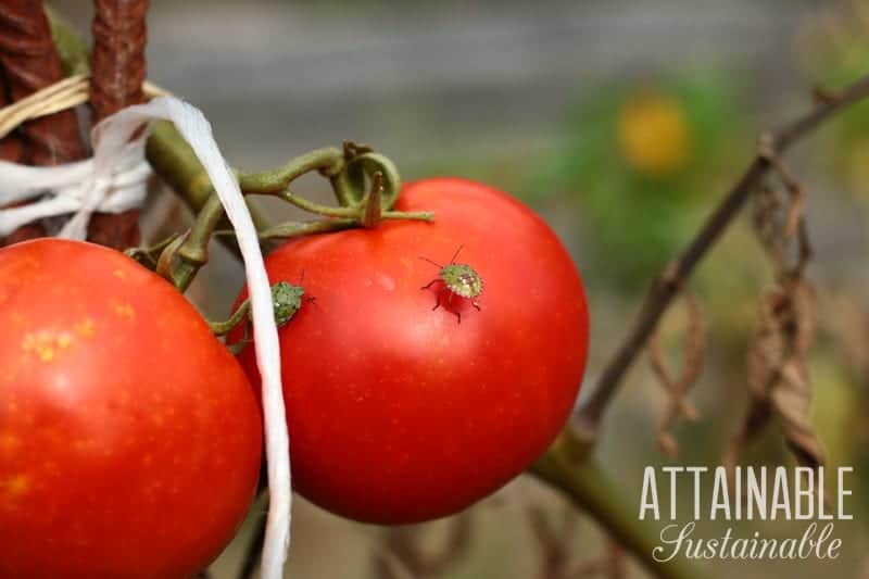 red ripe tomatoes with a squash bug