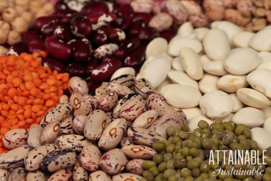 close up of dry goods, beans and lentils, several varieties 