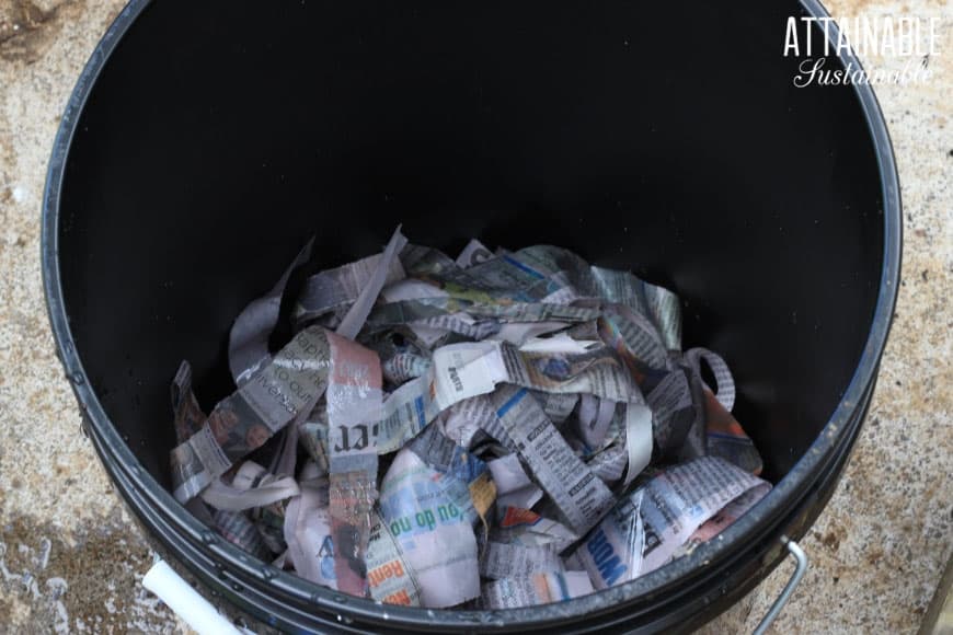 worm bin with shredded newspaper