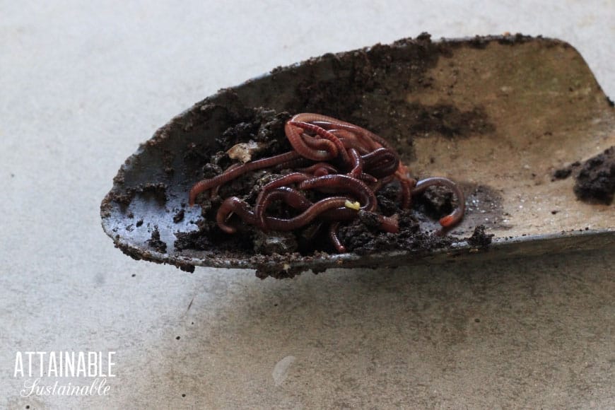 red wiggler worms on a garden trowel