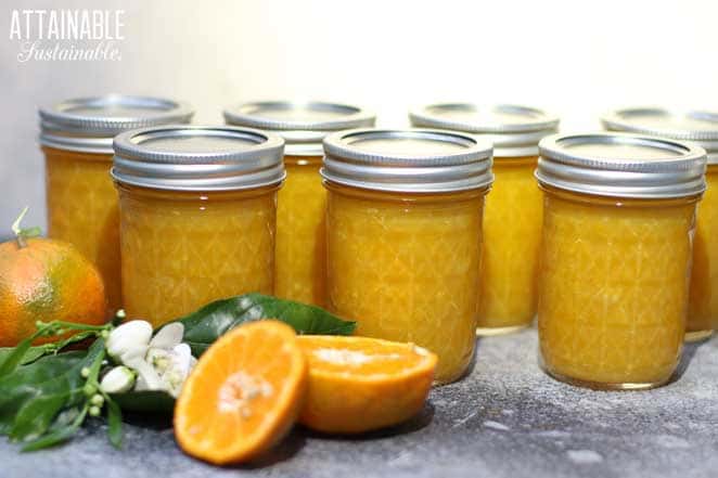 jars of canned tangerine marmalade recipe with fresh tangerines and a flower blossom