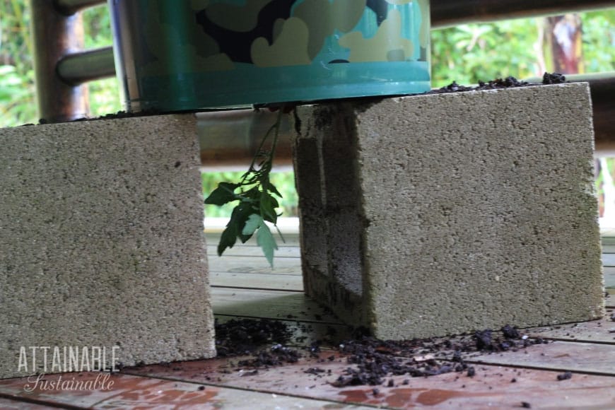  tomato planter sitting on two concrete blocks