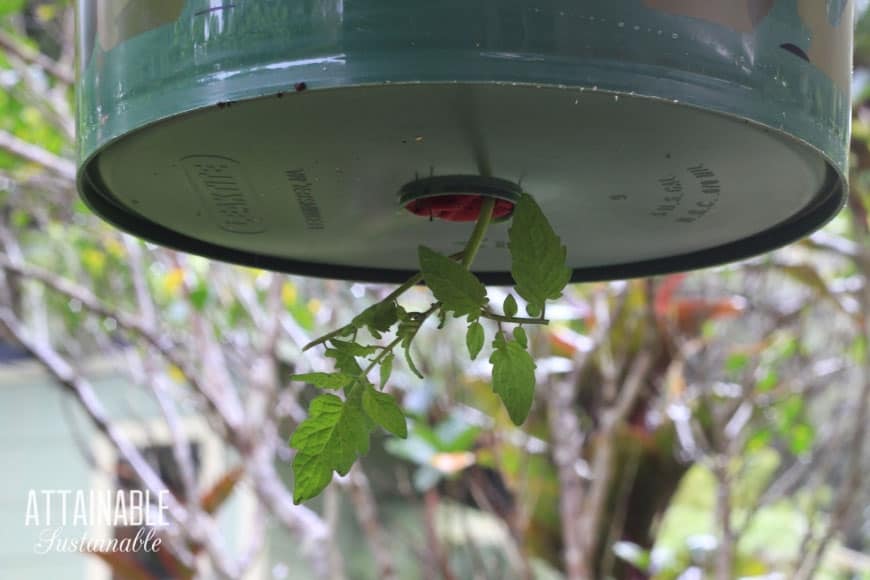close up of upside down hanging tomato planter in a five gallon bucket