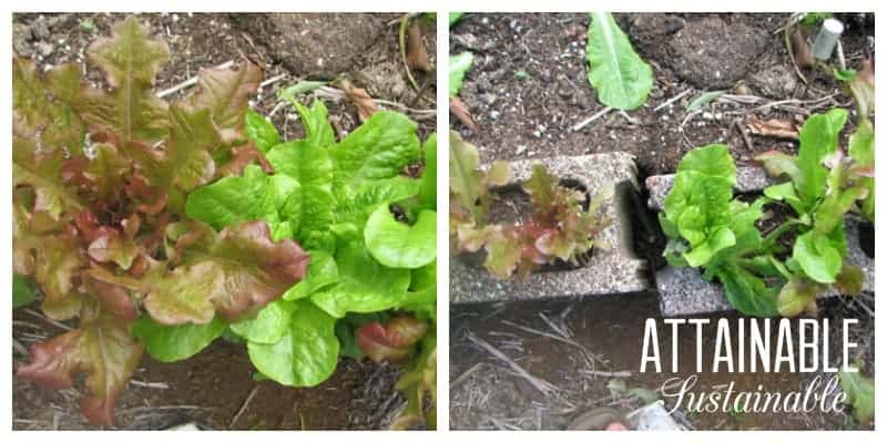 Before and after image of red and green leaf lettuce in concrete blocks. Showing how to harvest lettuce