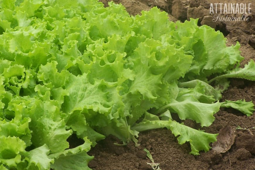 frilly bright salad greens growing in a garden