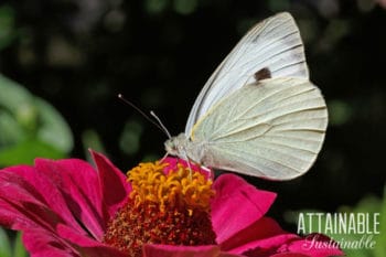 cabbage white butterfly on a pink zinnia