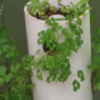 herbs growing in a white pvc garden tower