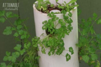 herbs growing in a white pvc garden tower