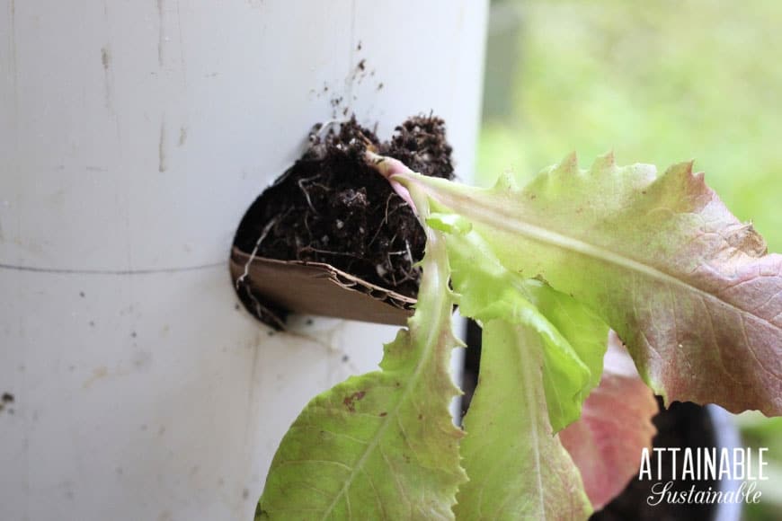 lettuce seedling being planted in a grow tower