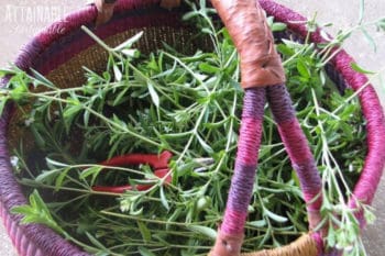 fresh stevia in a pink and purple woven market basket; text: growing stevia, natural sweetener