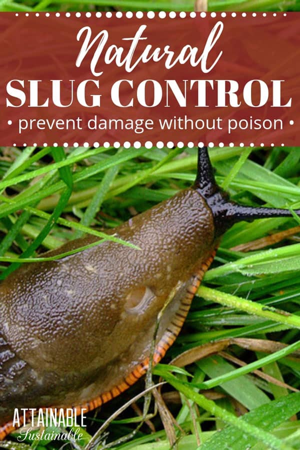 big brown slug on green grass
