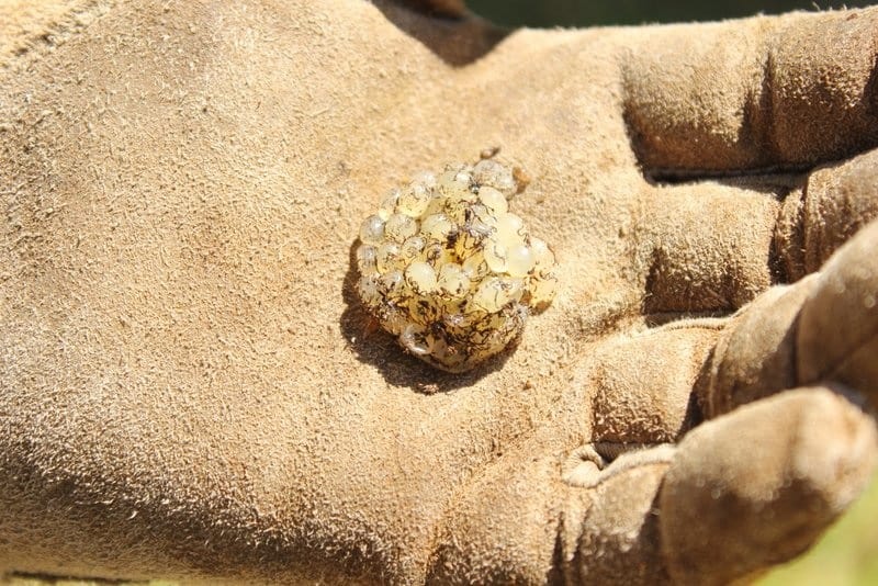 Grey gloved hand holding a clump of white snail eggs -- a problem to watch for when planting food