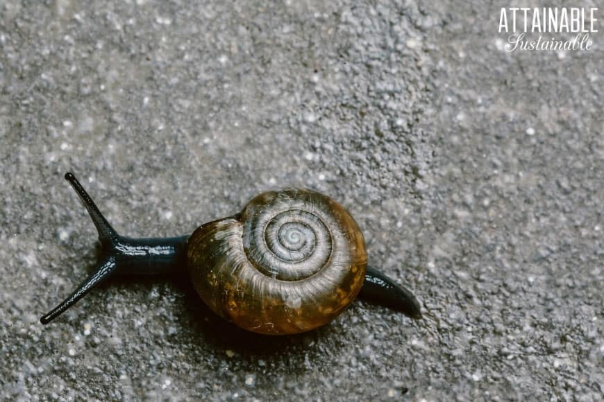 snail in a shell crawling across concrete