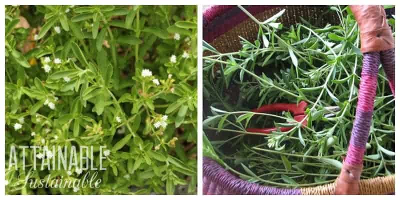 stevia plant with white flowers, left. freshly harvested stevia in pink woven basket, right