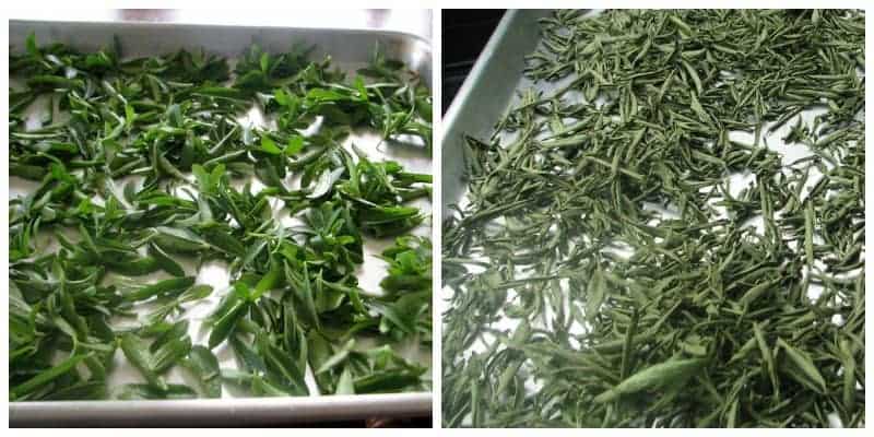 drying stevia leaves on a silver cookie sheet