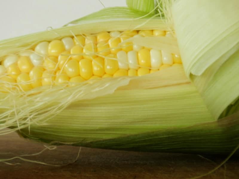 corn on the cob with husk pulled back. representative of gmo ingredients